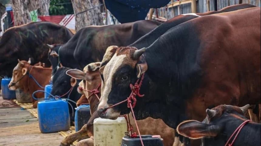 Pisau Jatuh saat Menyembelih Hewan Kurban, Bagaimana Hukumnya?