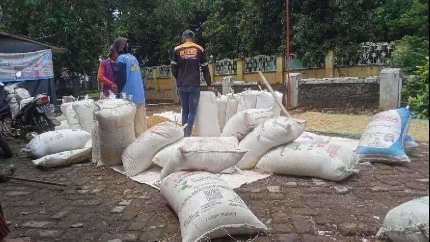 Jeritan Petani Indramayu di Tengah Euforia Panen Raya