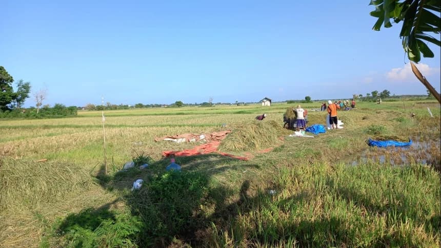 Para Petani Harap Swasembada Pangan Segera Terealisasi pada 2025