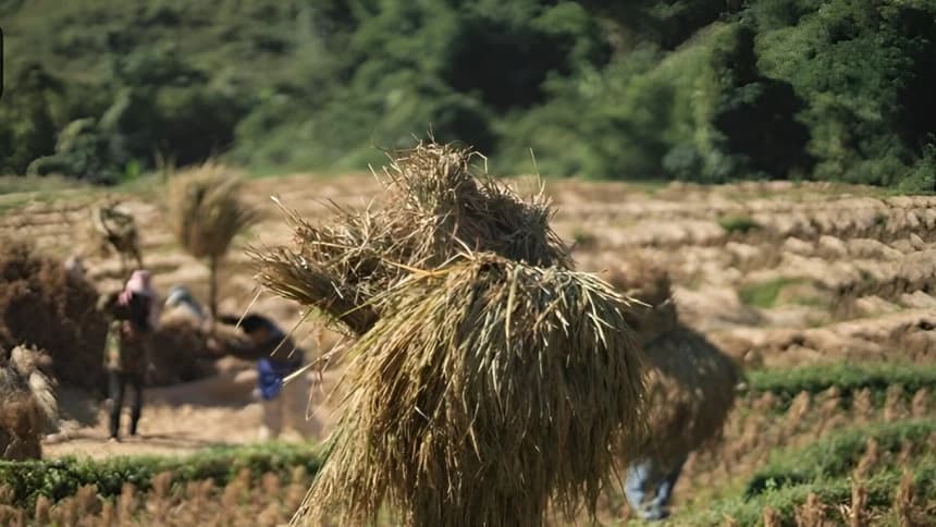 Harga Gabah saat Panen Raya Justru Turun, Guru Besar UGM Ungkap 3 Faktor Penyebabnya
