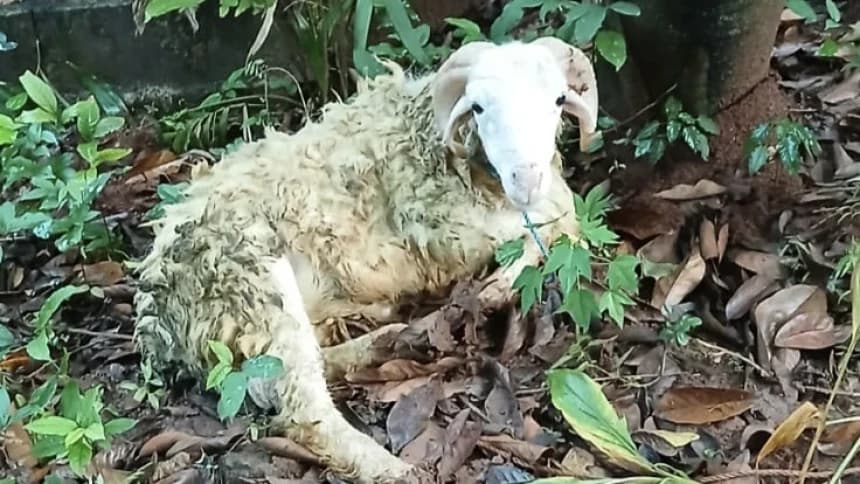 LPBINU Ungkap Cara Mengelola Limbah Kurban agar Ramah Lingkungan