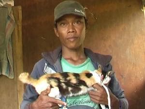 Kucing Bertulis 'Allah' Hebohkan Warga