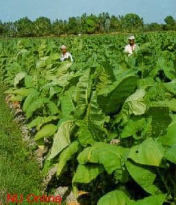 LPBHNU Perbaiki Permohonan Uji Materi Pasal Tembakau
