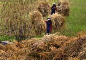 Musim Panen, PRNU Slaranglor Salurkan Zakat 37,5 Juta