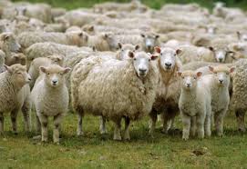 IDB Salurkan Daging Qurban di 23 Negara