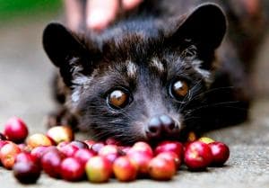 Minum Kopi Luak?