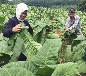 Aksesi FCTC Bencana Besar bagi Petani Tembakau