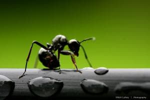 Nabi Sulaiman, Semut, dan Rezeki Cacing Buta