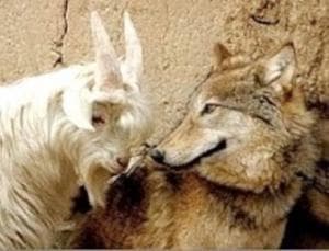 Karamah Umar bin Abdul Azis, Serigala Jadi Jinak