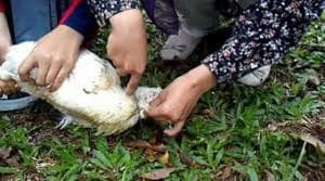 Perempuan Boleh Menyembelih Hewan