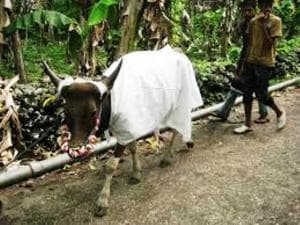 Hukum Tumbal Untuk Tolak Gangguan Makhluk Halus