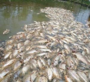 Menangkap Ikan dengan Potas dan Memakannya