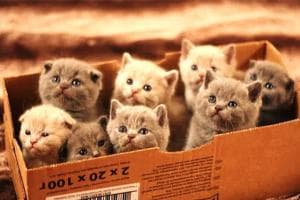 Grand Syekh Al-Azhar Cerita Perempuan Masuk Neraka Karena Kucing