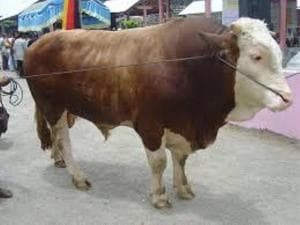 Standar Hewan Layak Qurban