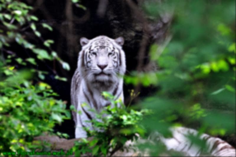 Keramat Mbah Soleh Darat (1): Kisah Kambing Mbah Sholeh Memakan Macan