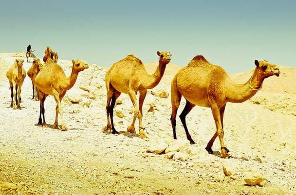 Anjuran Nabi SAW Sebelum Berpergian