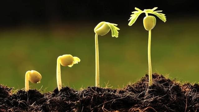 Mengokohkan Ikhlas dengan Mengubur Popularitas