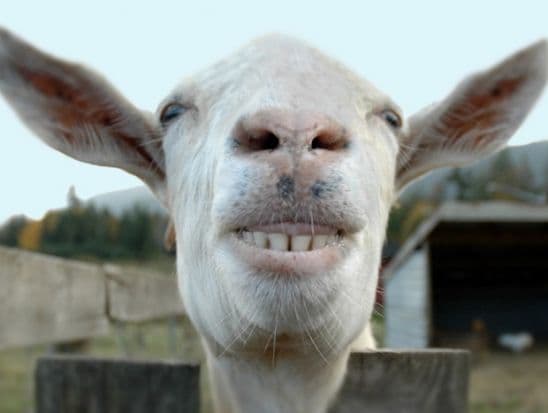 Mengelak Nyolong Kambing