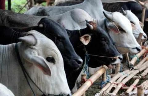 Waktu Paling Baik Sembelih Hewan Kurban