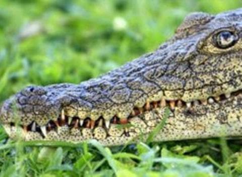 Ini Air Mata Buaya dan Penyesalan Palsu Menurut Ibnu Athaillah