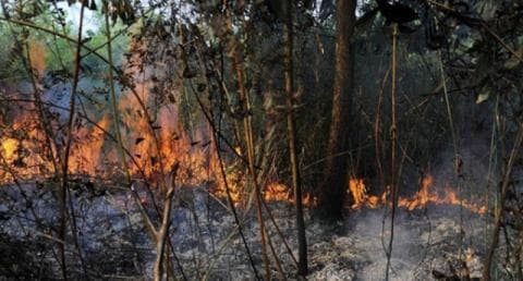 Cerita Santri Berhasil Padamkan Kebakaran Kebun Karet