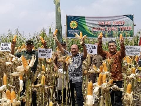 Sejumlah Kawasan di Jawa Timur Gelar Panen Jagung Serentak