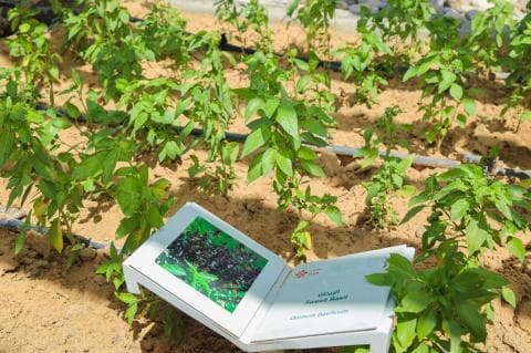 Ingin Lihat Tanaman yang Disebut dalam Al-Qur’an? Datang ke Taman Ini