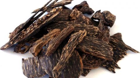 Tata Cara Pembuatan Ekstrak Gaharu dan Produksi Komponen Inokulan