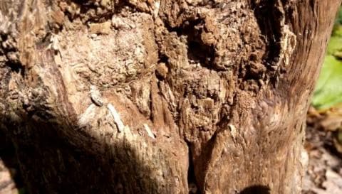 Gubal Gaharu Tetap Bernilai Ekonomi Meski Warna dan Wanginya Berbeda