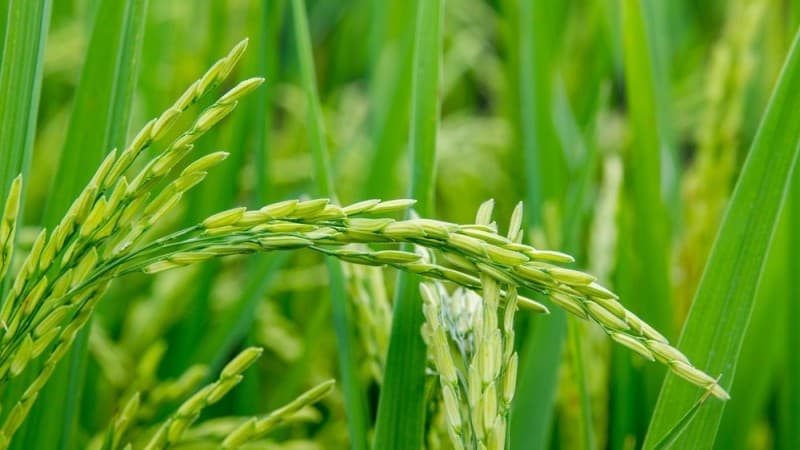 Kolam Susu dan Surga Pangan Bernama Indonesia