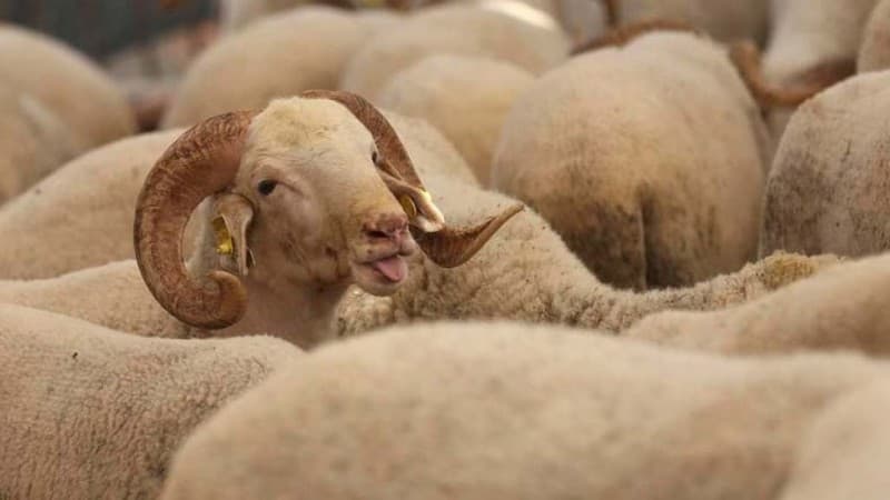 Haruskah Niat Kurban Dilakukan saat Penyembelihan?