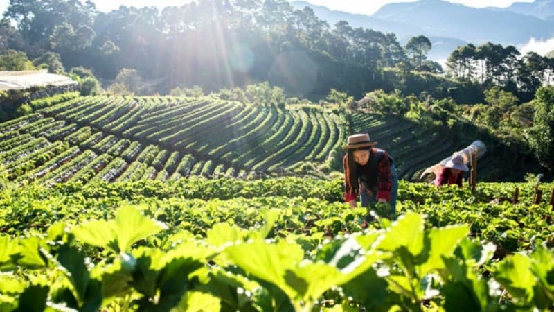Mama Sempur dalam Kitab Cempaka Dilaga: Profesi Paling Berkah adalah Tani