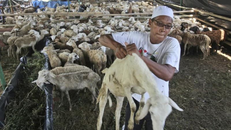 Hikmah di Balik Ibadah Kurban Bagi Umat Islam