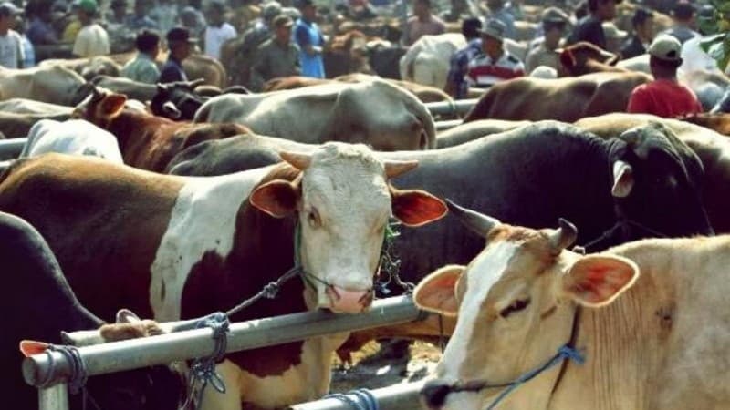 Manfaat Basmalah pada Penyembelihan Hewan Kurban