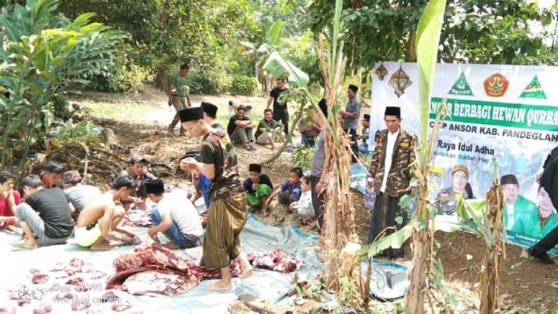 Bantu Sesama, Ansor Pandeglang Potong 1 Ekor Kerbau
