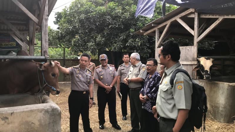 Wujudkan Swasembada Daging dengan Pengawasan terhadap Sapi Indukan