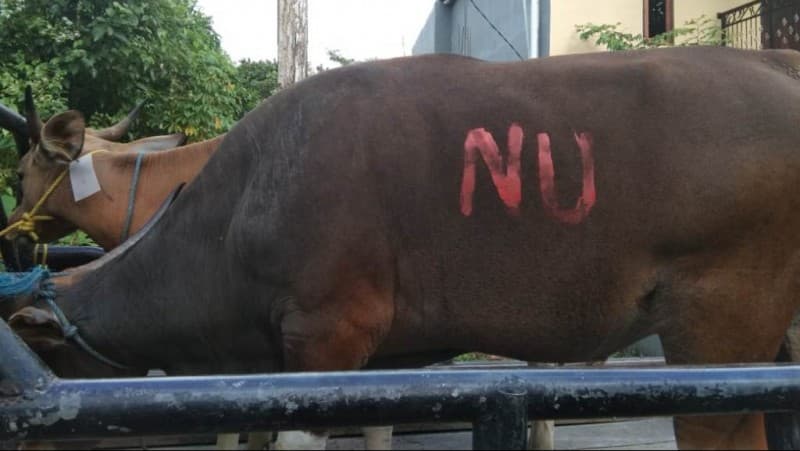 NU Maluku Sebar Tali Kasih Lewat Daging Kurban