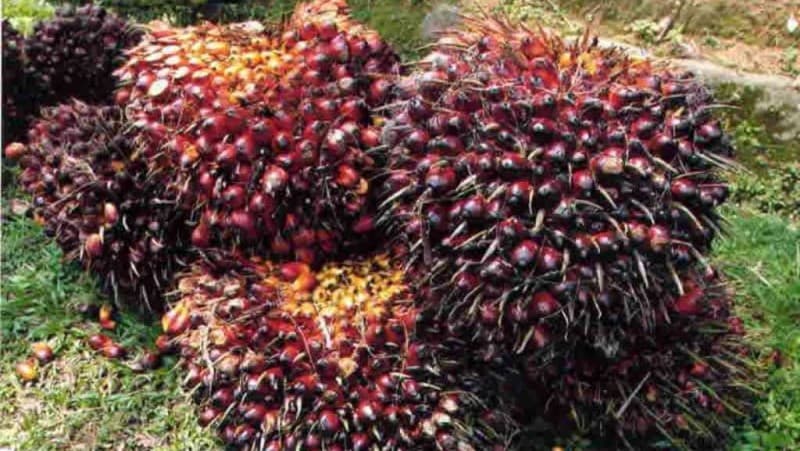 Langkah Kementan Wujudkan Indonesia Produsen Sawit Terbesar Dunia