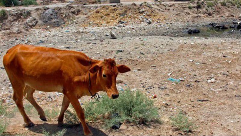 Strategi Baru ISIS, Gunakan Sapi sebagai Pembom Bunuh Diri