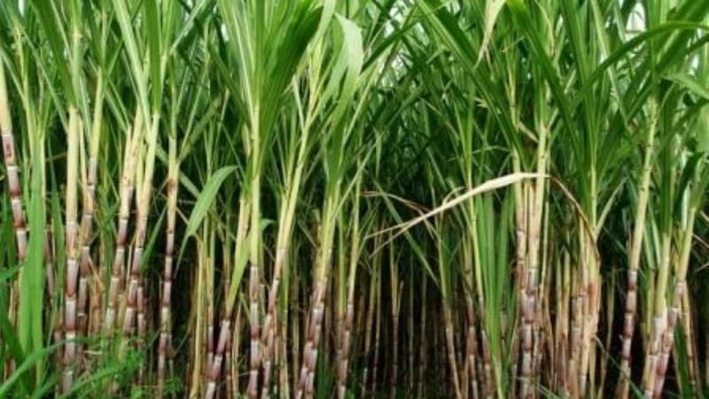 Lindungi Petani Tebu Lokal, Kementan Terbitkan Sistem Beli Putus