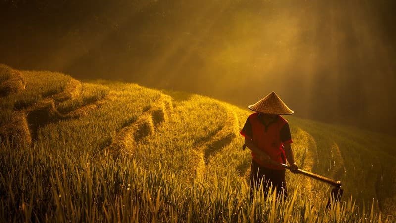 Selain Teknik Pertanian, SDM Petani Perlu Diarahkan ke Manajemen Pangan