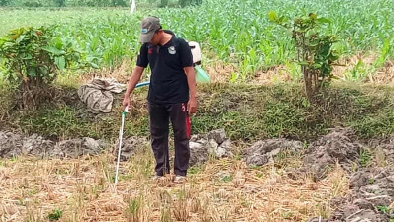 Petani Jember Gagas Jagung sebagai Tanaman Favorit