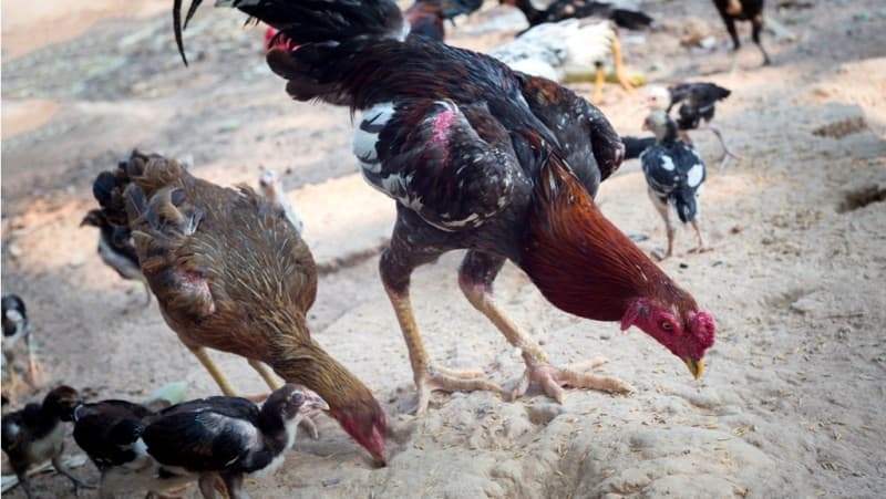 Hewan Ternak Merusak Ladang Orang Lain, Wajib Ganti Rugi?