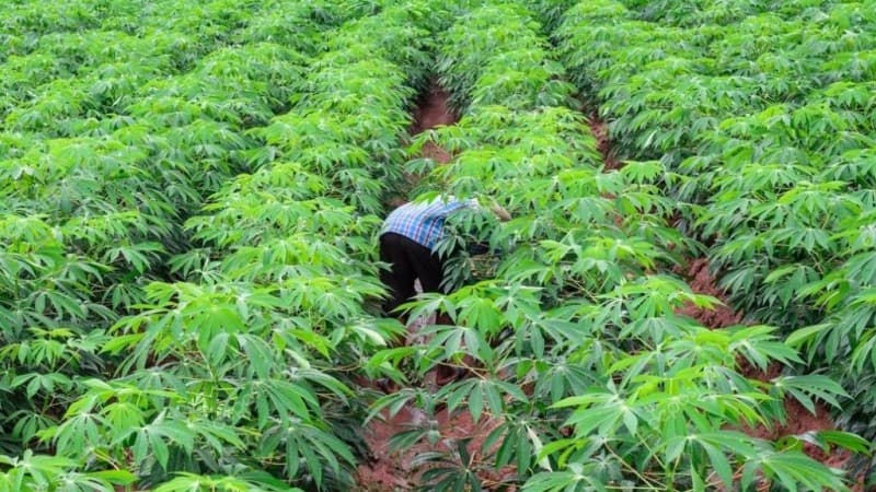 Ahli Pertanian Itu adalah Kiai