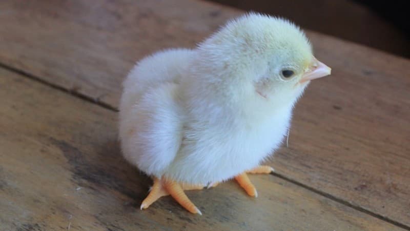 Anggota DPR dan Peternak Ayam