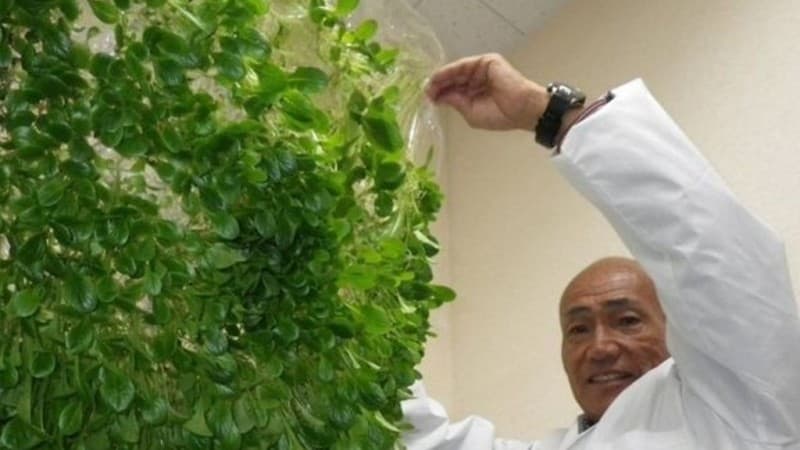 Manfaatkan Teknologi, Jepang Kembangkan Pertanian Tanpa Lahan