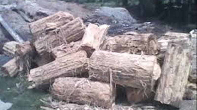 Pemanfaatan Ampas Sagu untuk Pakan Sapi di Kepulauan Rangsang Riau