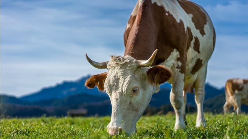 Jual Beli Sperma Hewan Ternak untuk Inseminasi Buatan, Bolehkah?