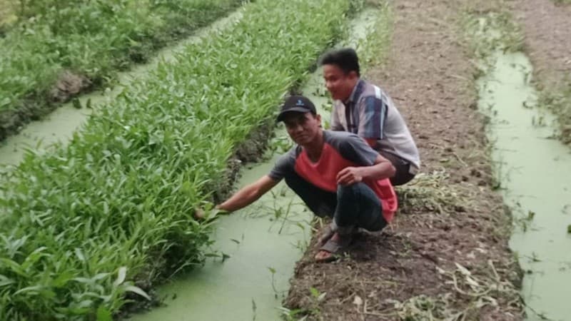Jangan Anggap Sepele, Bertani Bisa Meningkatkan Kesejahteraan
