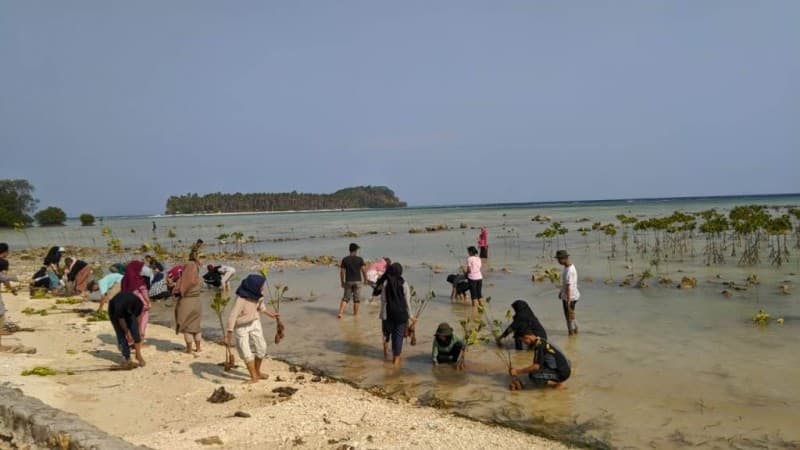 PMII Universitas Lampung Tanam 600 Mangrove